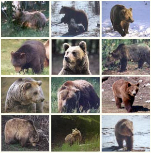 Bear Arcturos